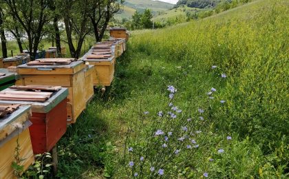 Visiting the Bee Hives